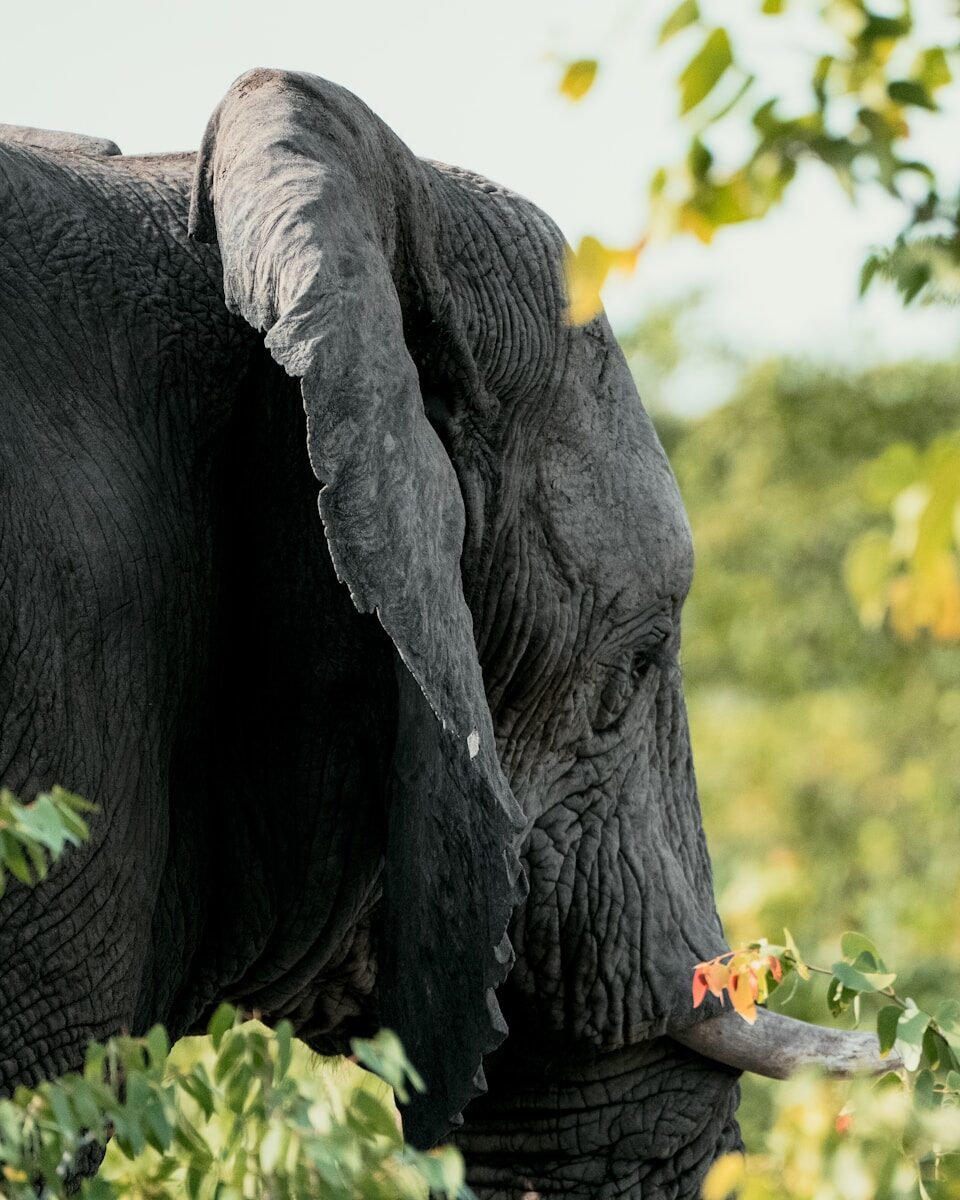 Medical Surveillance